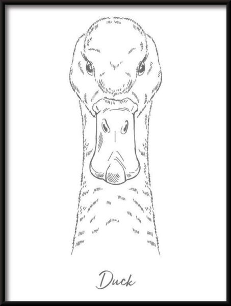 Poster Linear Duck