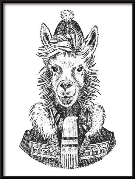 Poster Lama