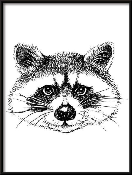 Poster gezeichnet Waschbär Prach