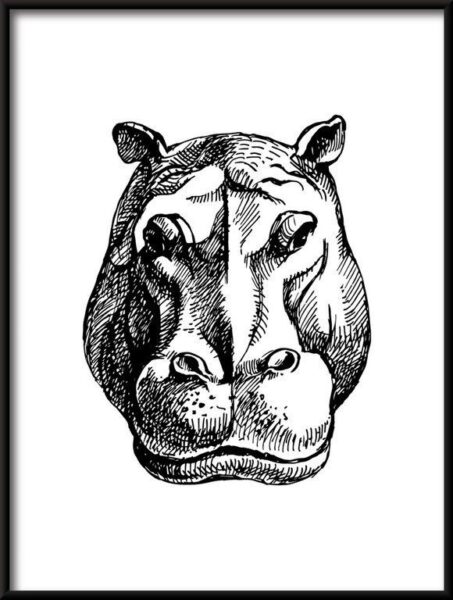 Poster Hipopotam