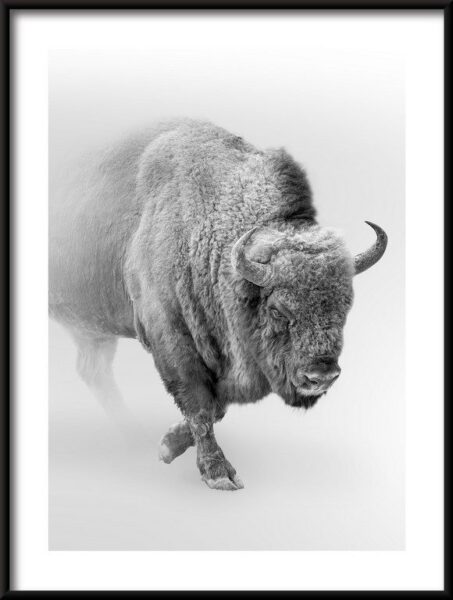 Poster Bison im Nebel