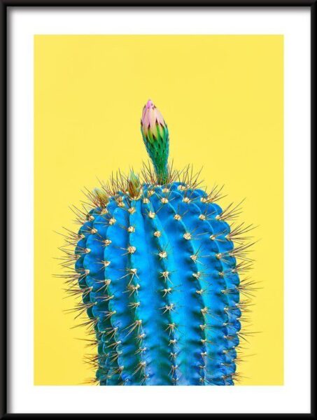 Poster der Blaue Kaktus