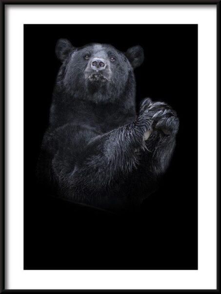 Poster der Schwarze Bär
