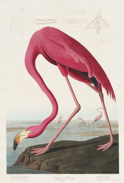 Fototapeten Rosa Flamingo