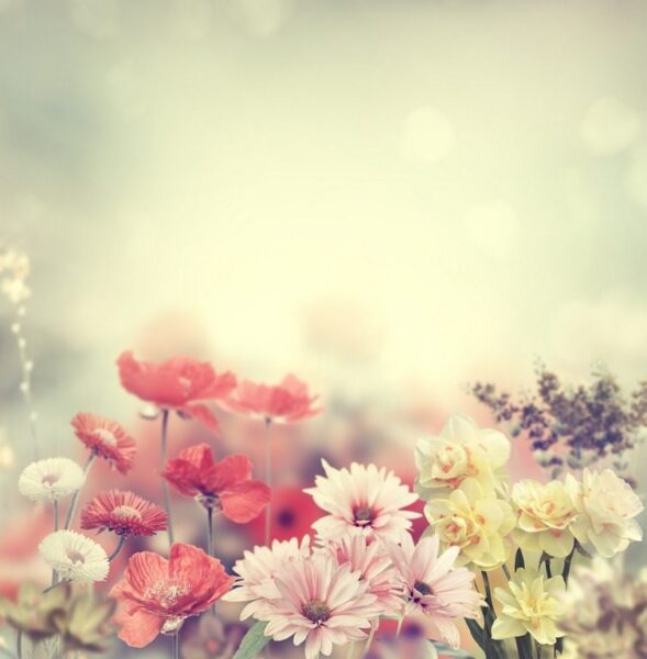 Fototapeten Frühlingsblumen