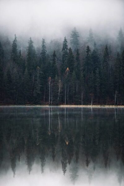 Fototapeten Bäume, die sich im Wasser spiegeln