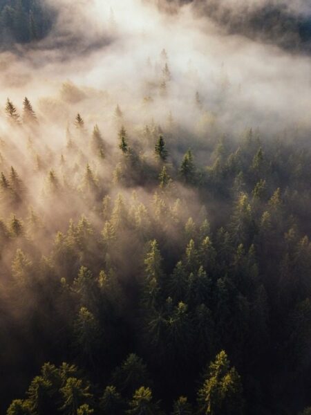 Fototapeten Nebelwald