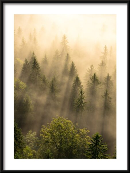 Poster Wald in der Sonne