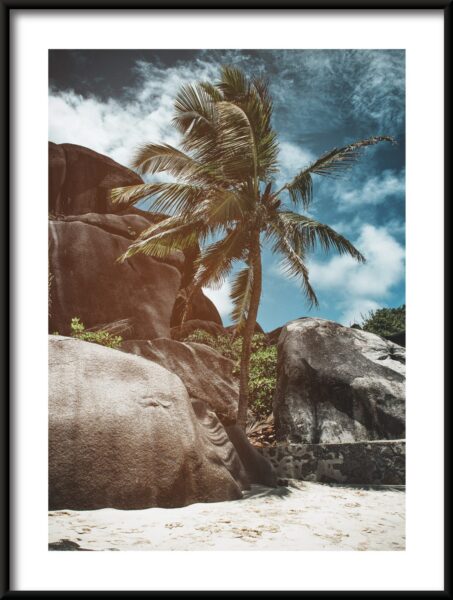Poster Palme zwischen den Felsen