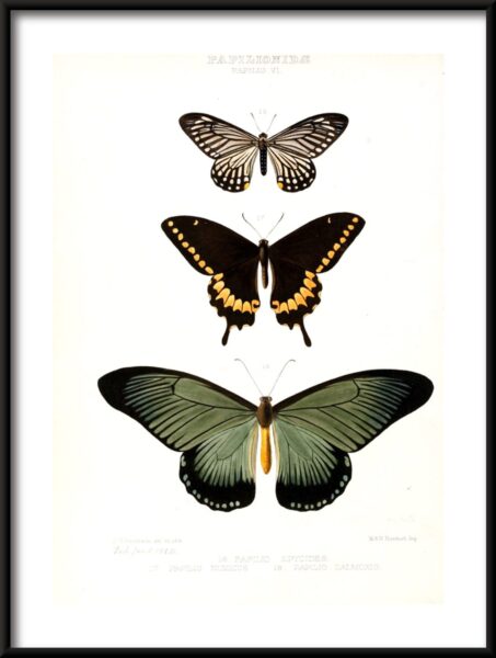 Poster Schmetterlingsarten