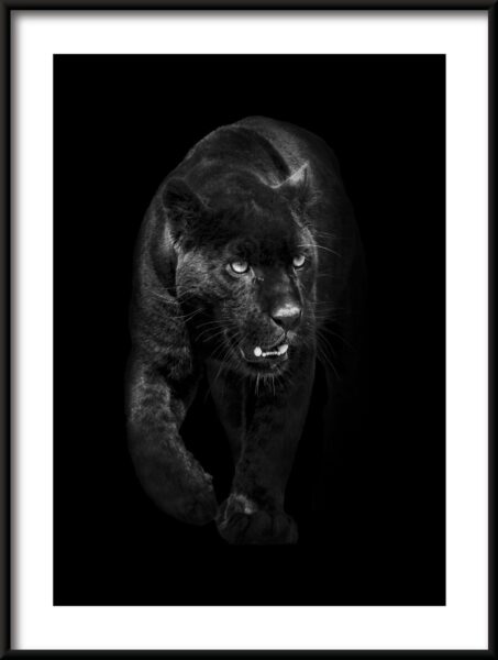 Poster Schwarzer Panther