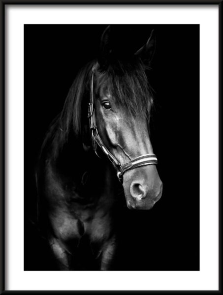 Poster Schwarzes Pferd