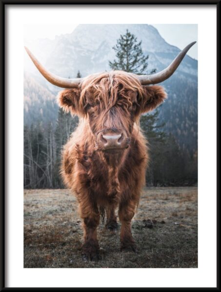 Poster Gehörnte Rinder