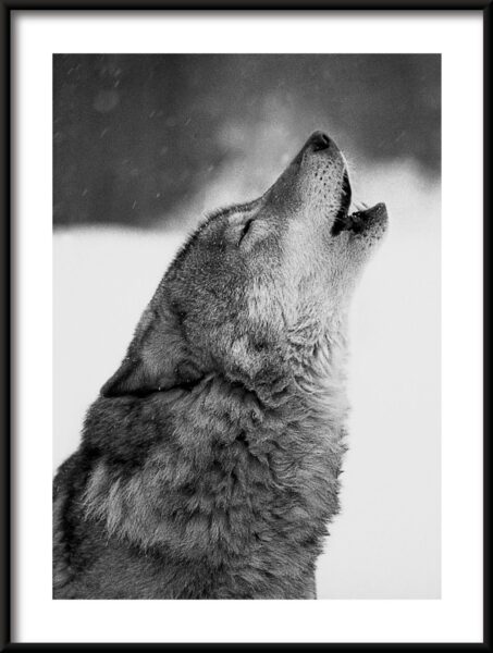 Poster Heulender Wolf