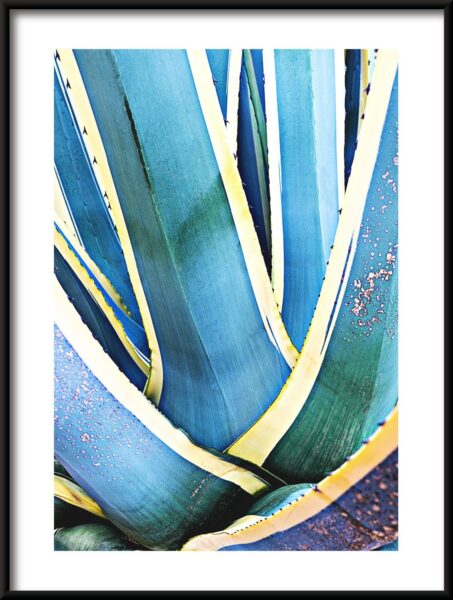 Poster Agave-Blätter