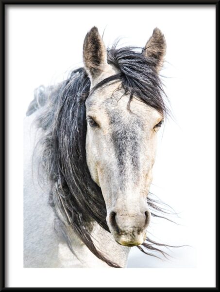 Poster Porträt eines Pferdes