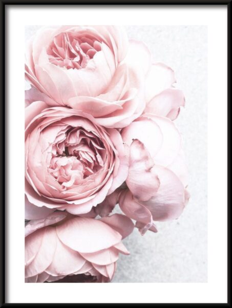 Poster Pfingstrose Bouquet