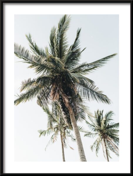 Poster Hohe Palmen