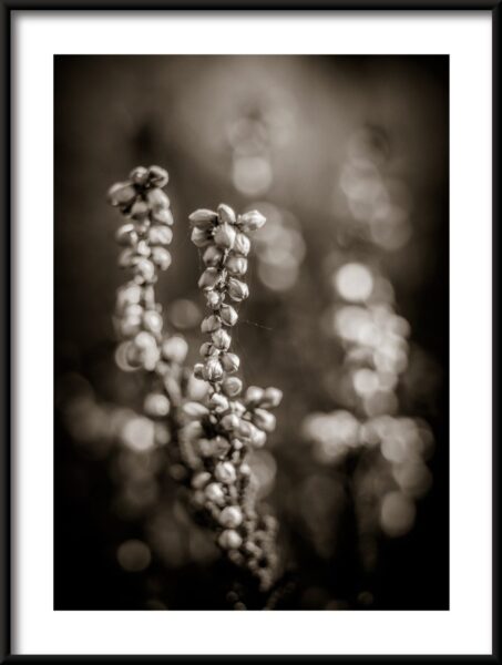 Poster Blumen in Schwarz