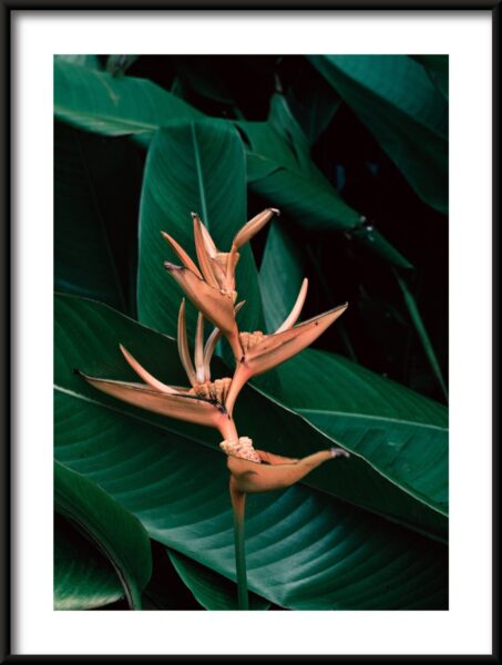 Poster Traveller's Flower