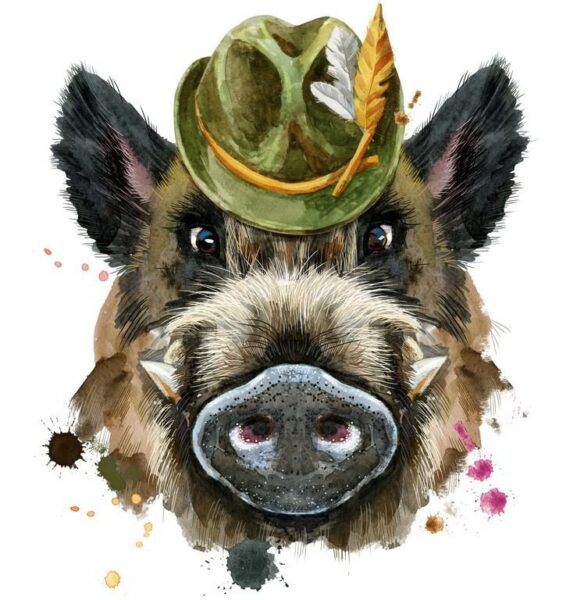 Fototapete Wildschwein mit Hut