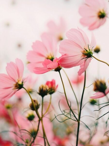 Fototapete Rosa Blumen