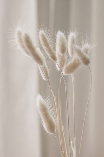 Fototapete Creme Bouquet