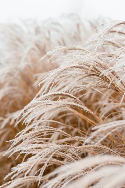 Fototapeten Frosted Stalks