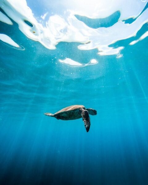 Fototapete Schildkröte im Meer