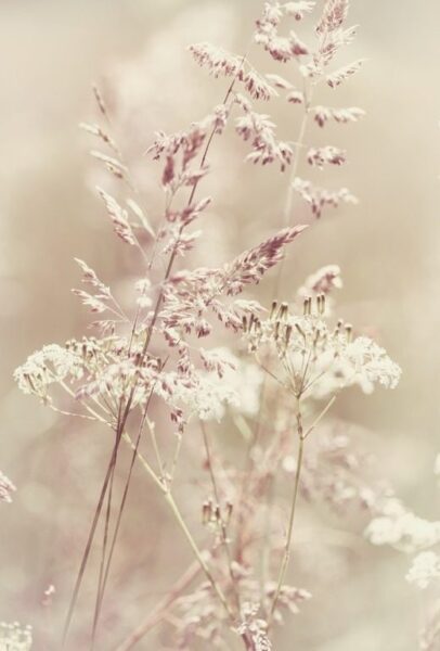 Bildtapete Wildes Gras