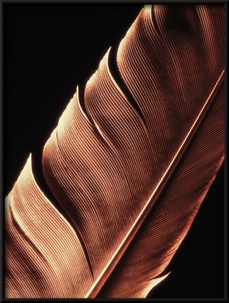 Poster mit goldenen Federn