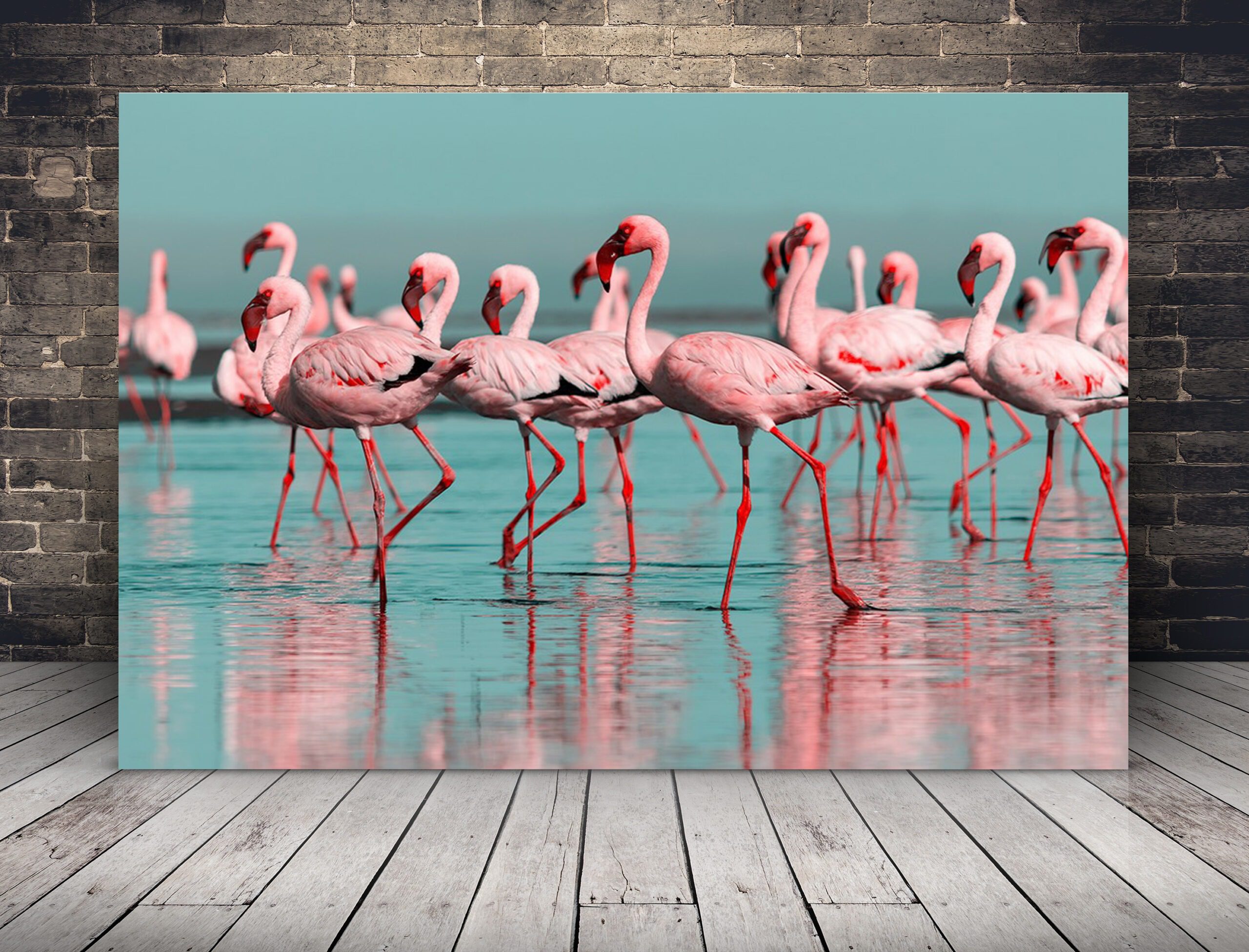 Bild Flamingos