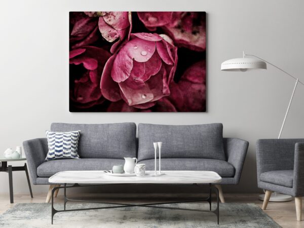 Bild Pink Pfingstrosen – Bild 3