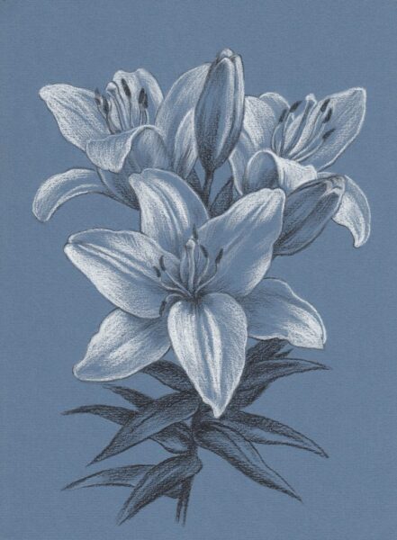 Fototapete Lilienblume in Blau