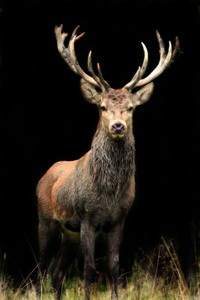 Fototapeten Hirsch im schwarzen Hintergrund