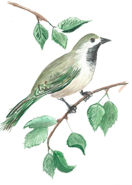 Fototapeten Grüner Vogel