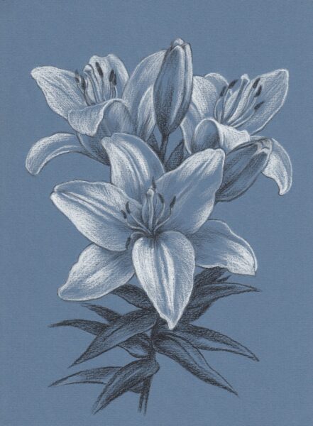 Fototapeten Lilienblume in Blau