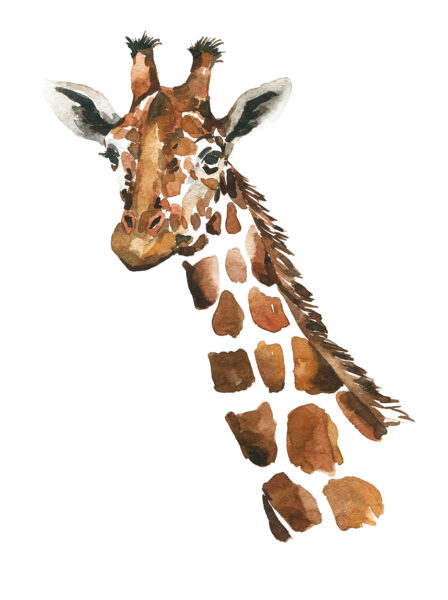 Fototapeten Giraffe