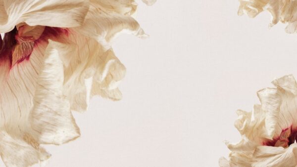 Fototapeten Wehende Blütenblätter