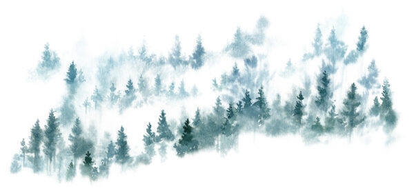 Fototapeten Nebeliger Nadelwald