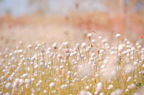 Fototapeten Blumentraum