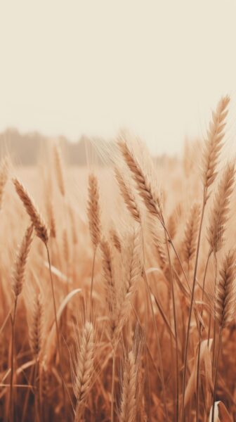 Fototapeten Herbstliches Flüstern der Körner