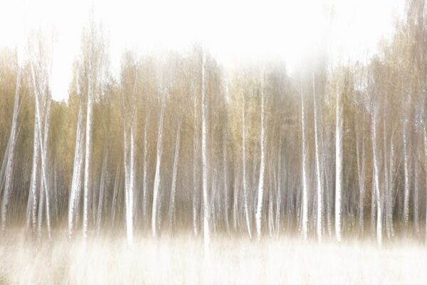 Fototapeten Waldglühen