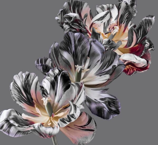 Fototapeten Blumenexplosion