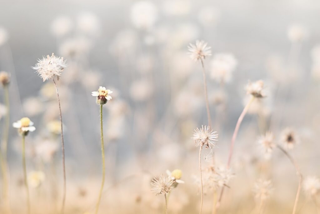 Fototapeten Das Flüstern der Wiese