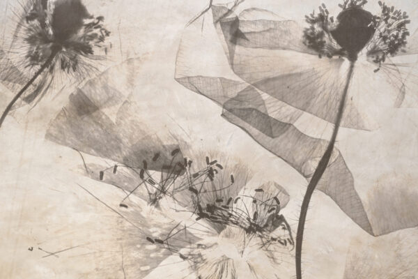 Fototapeten Löwenzahn in Sepia - Transparenz der Natur