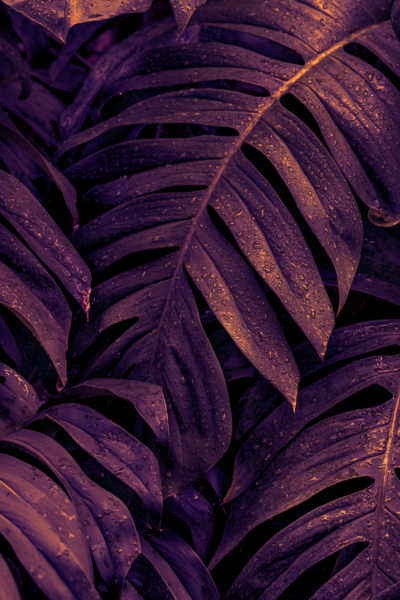 Fototapeten Lila Monstera