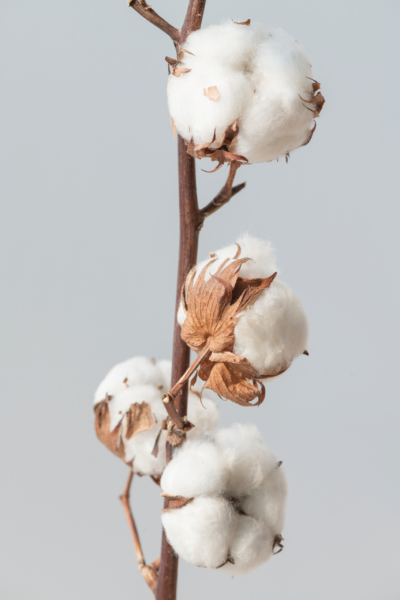 Fototapeten Flauschige Baumwolle