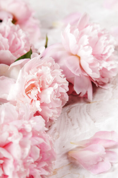 Fototapeten Pastellrosa Pfingstrosen