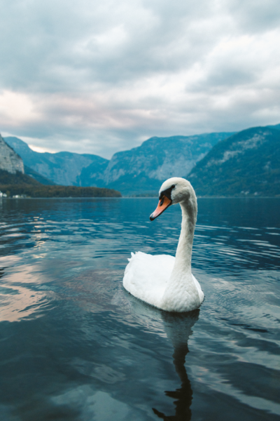 Fototapeten Schwan auf dem See